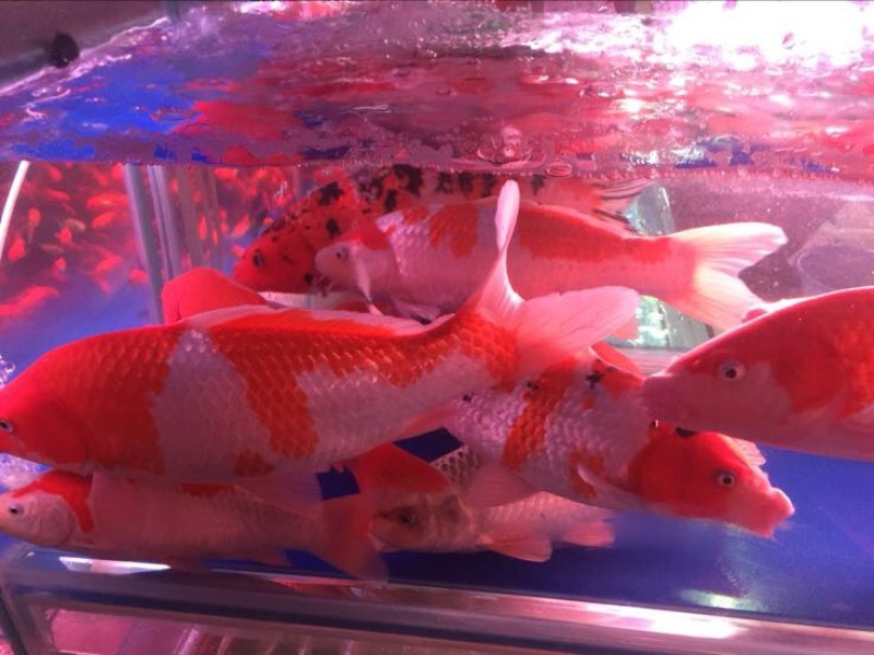 锦鲤