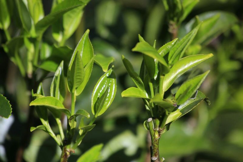 古树普洱茶一级