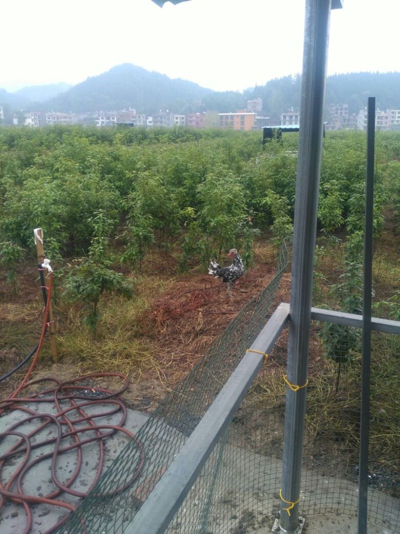 绿壳蛋鸡苗1斤以上