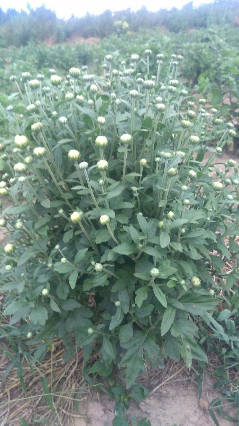 白菊花茶