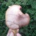 红蘑菇特级4cm