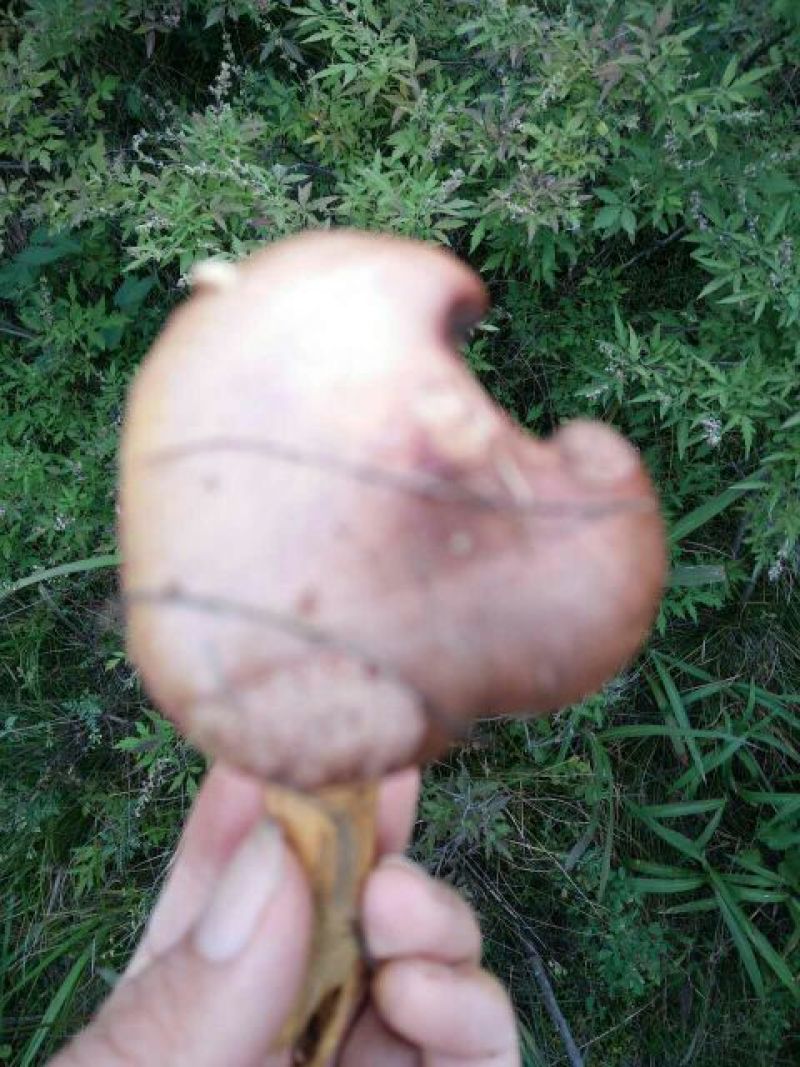 红蘑菇特级4cm
