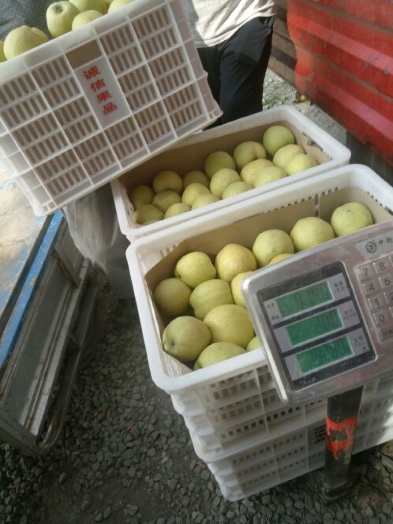 砀山梨300~350g膜袋