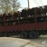 西门塔尔牛犊300~400kg