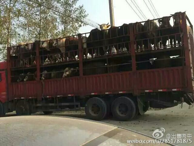 西门塔尔牛犊300~400kg