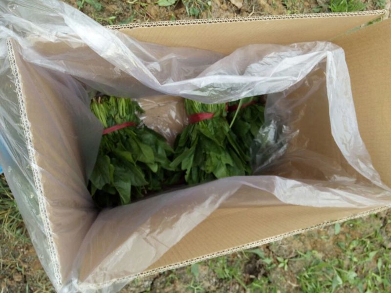 菠菜25~30厘米