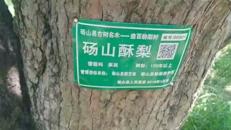 酥梨