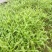 越冬菠菜15~20厘米