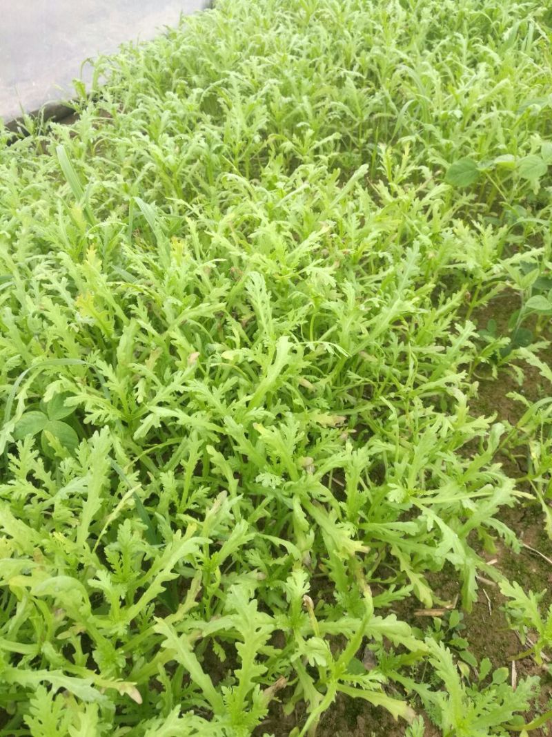 越冬菠菜15~20厘米