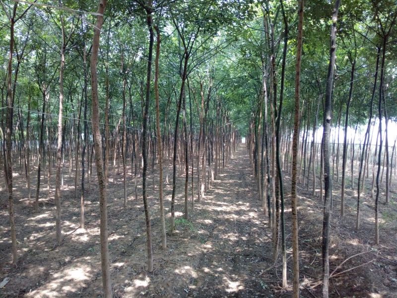 老国槐5---10公分自己种植国槐国槐国槐国槐国槐国槐国