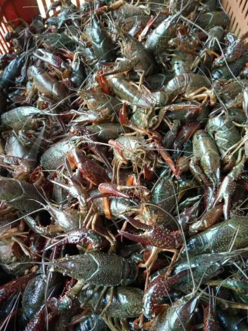 罗氏沼虾食用4~6钱活虾