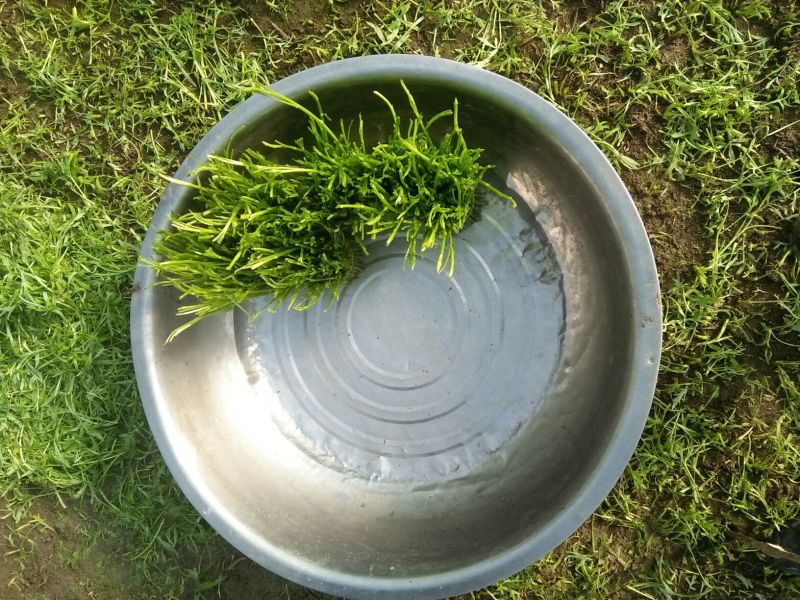 芦篙