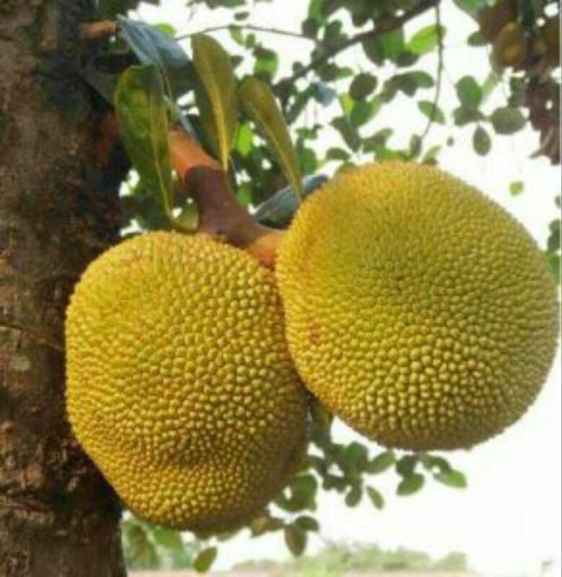 菠萝蜜苗