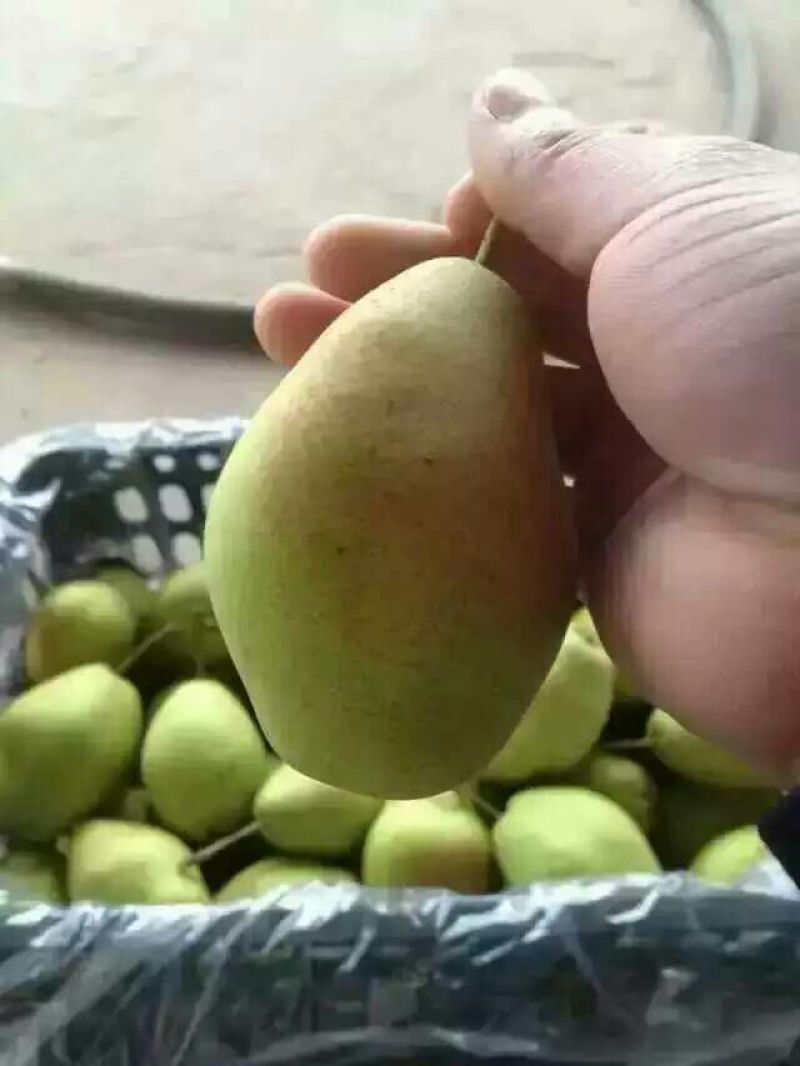 红香酥梨