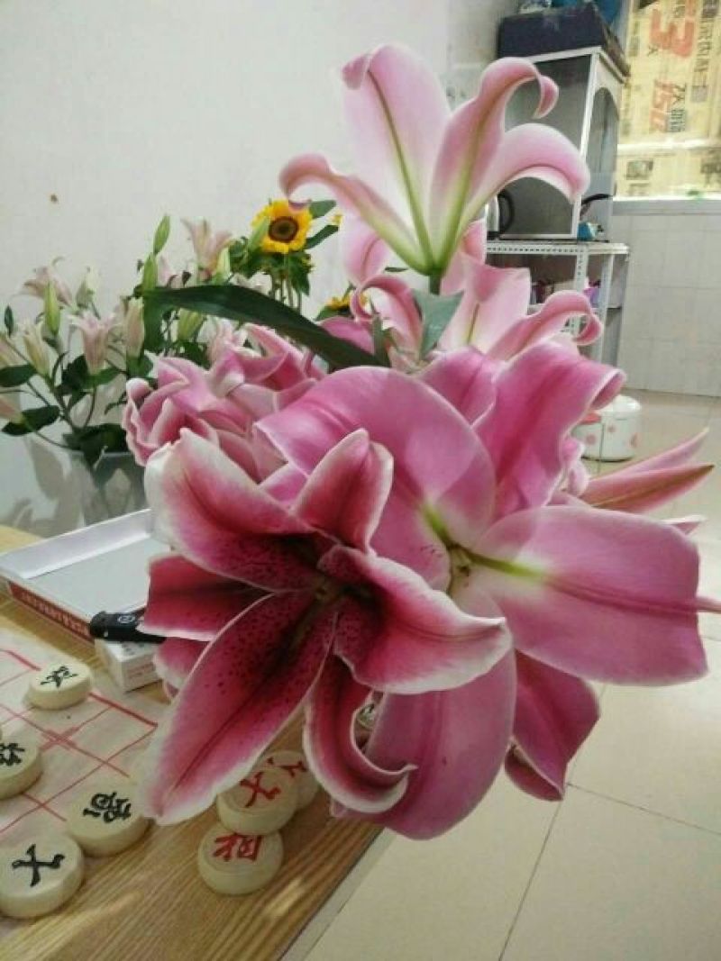 百合鲜切花4以上