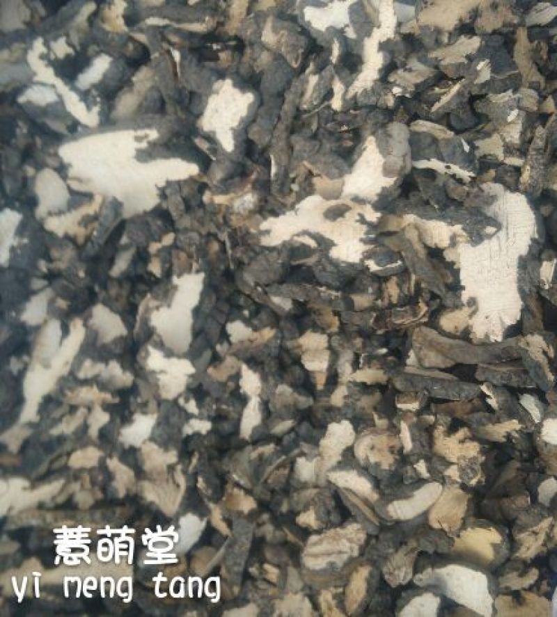 猪苓猪屎苓个
