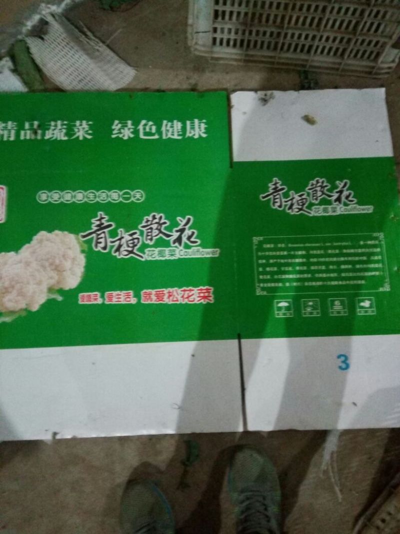 白花菜散装