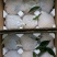 不知火柑桔7.5~8cm