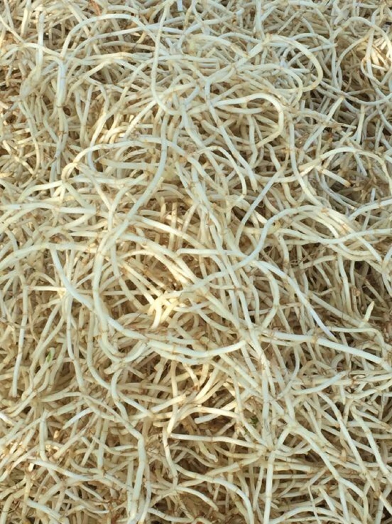 鱼腥草一手货源自产自销价格优惠