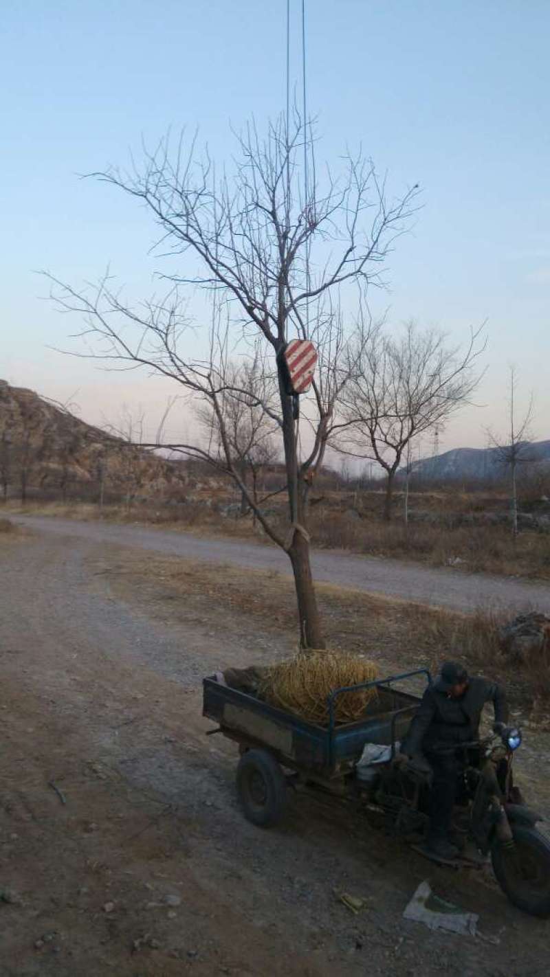 大叶黄杨