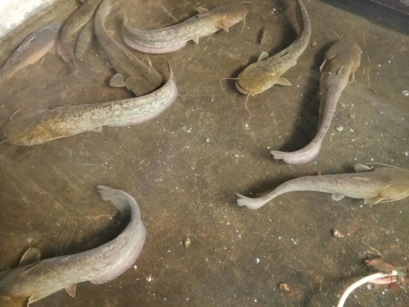 池鲤鱼食用1~2公斤