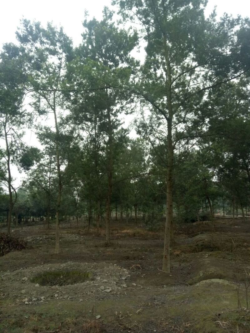 合欢18~20cm