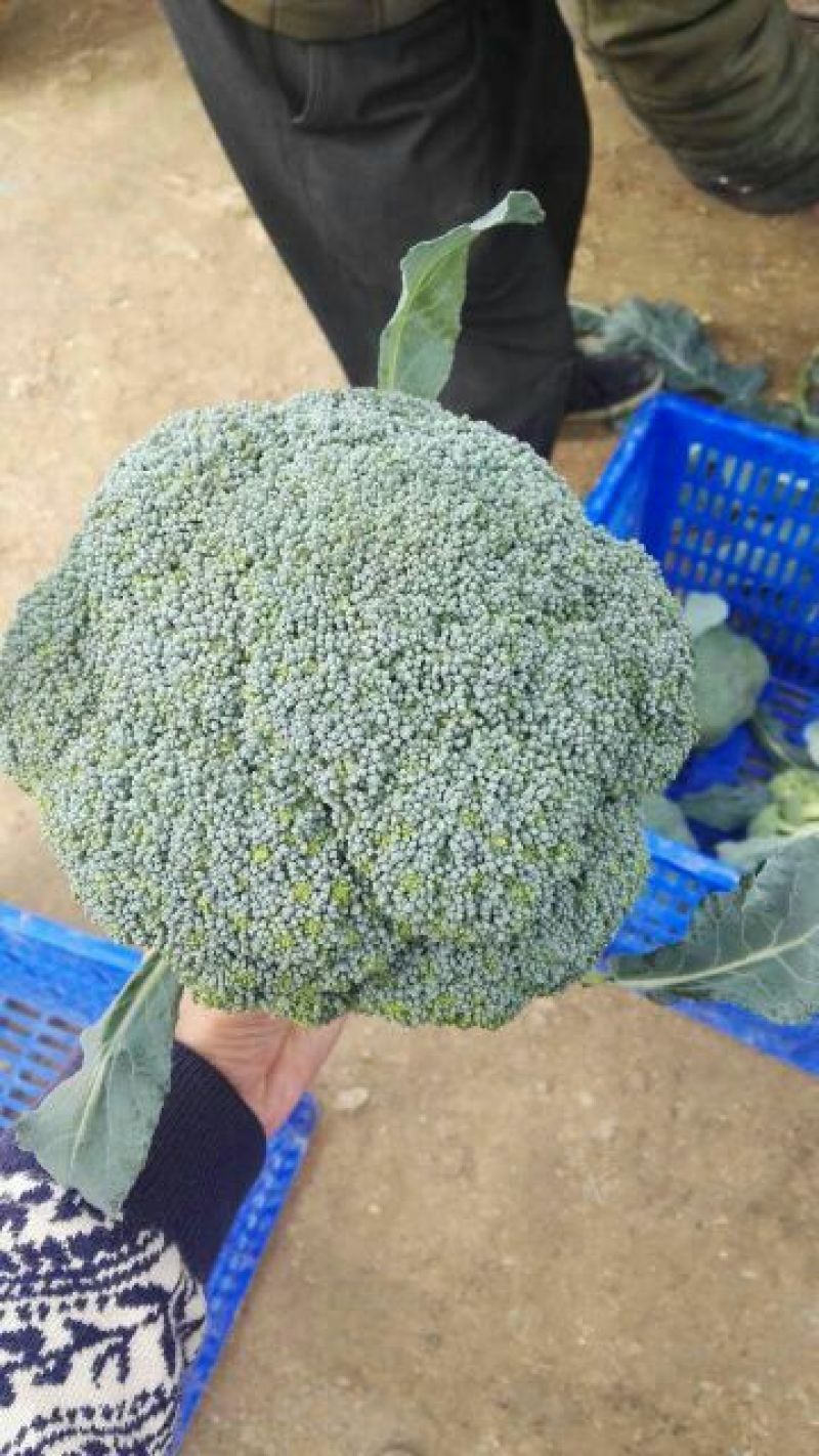 优秀西兰花