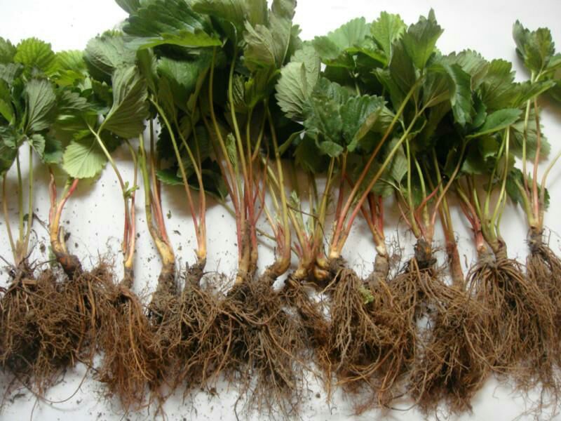 草莓苗红颜奶油草莓甜查理草莓四季盆栽草莓