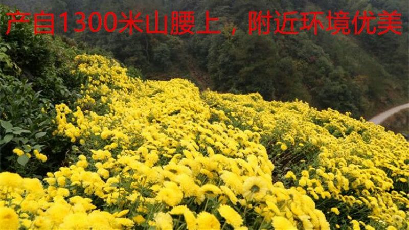 金丝皇菊苗，大量供应质优价廉通货，基地直发，包质量