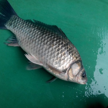 鲫鱼食用