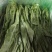 油麦菜25~30厘米以上精品高山云南大棚油麦菜，质量非