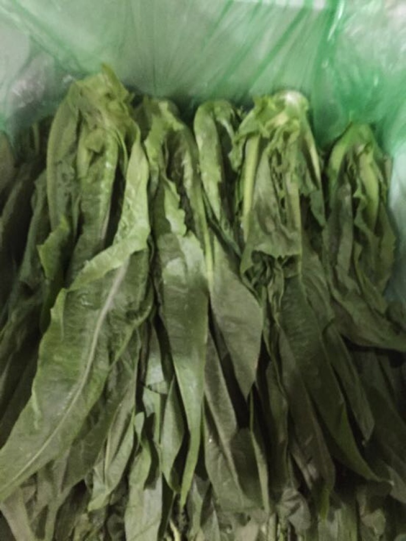 油麦菜25~30厘米以上精品高山云南大棚油麦菜，质量非