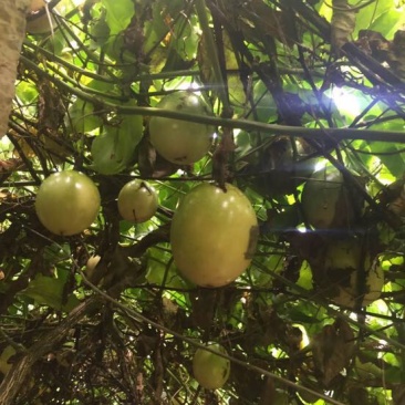 百香果