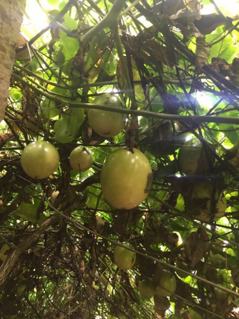 百香果