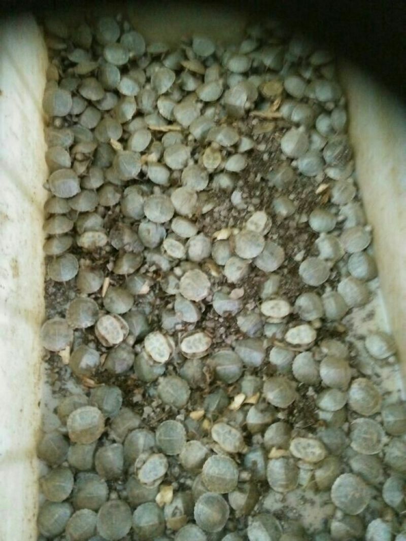 甲鱼苗鱼苗