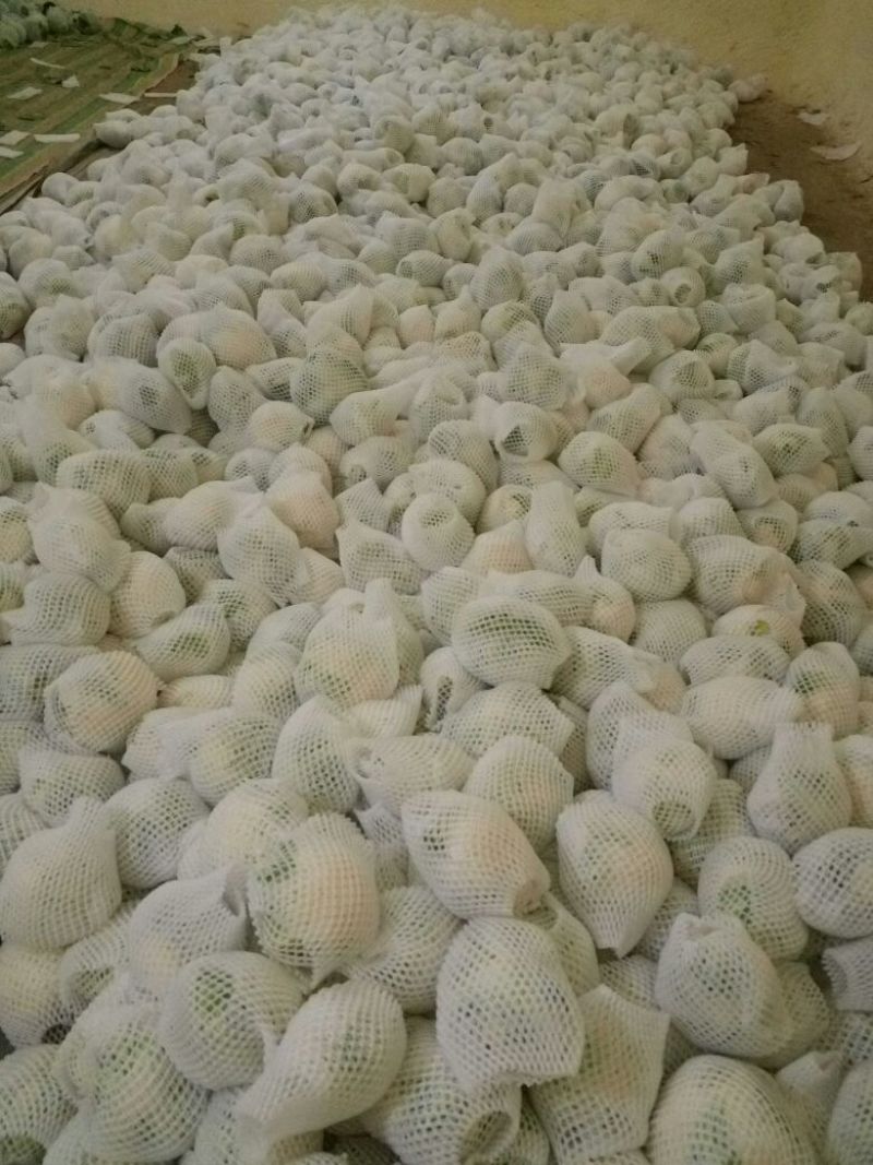白花菜花1斤紧密乳白