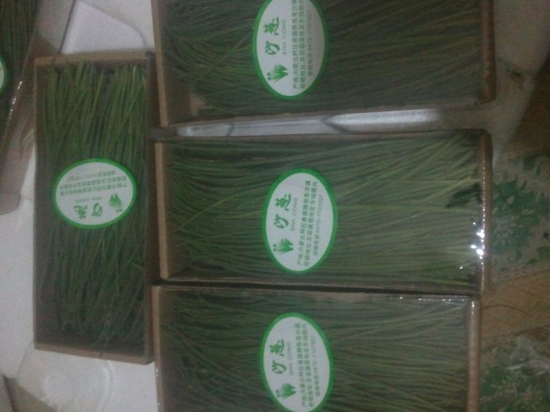 沙葱15~20c