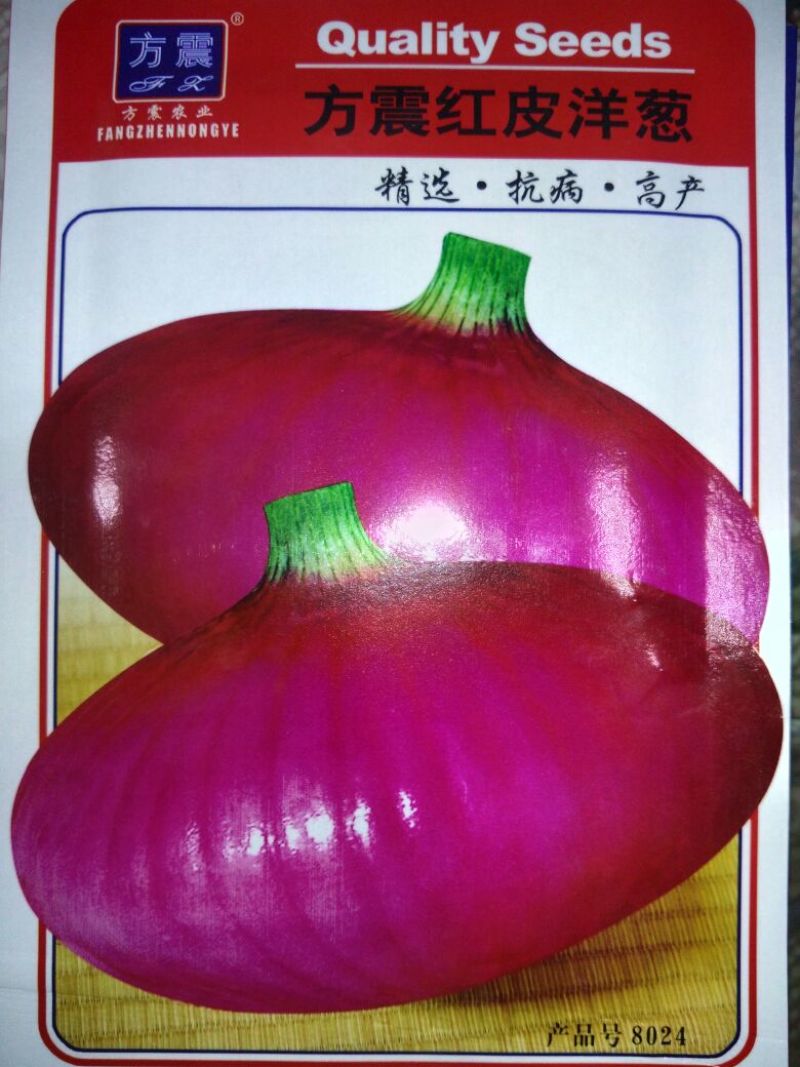 洋葱种子85%以上