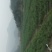 辣木茶一级