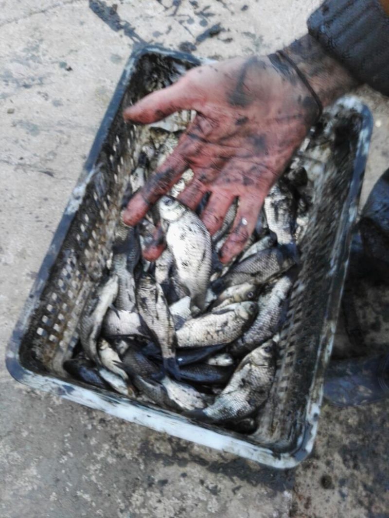 白鲫垂钓