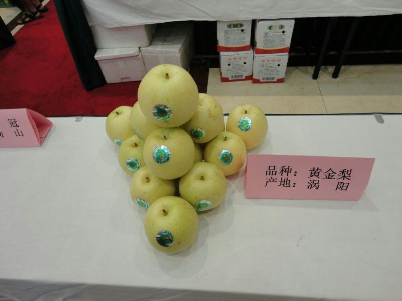 黄金梨300~350g膜袋