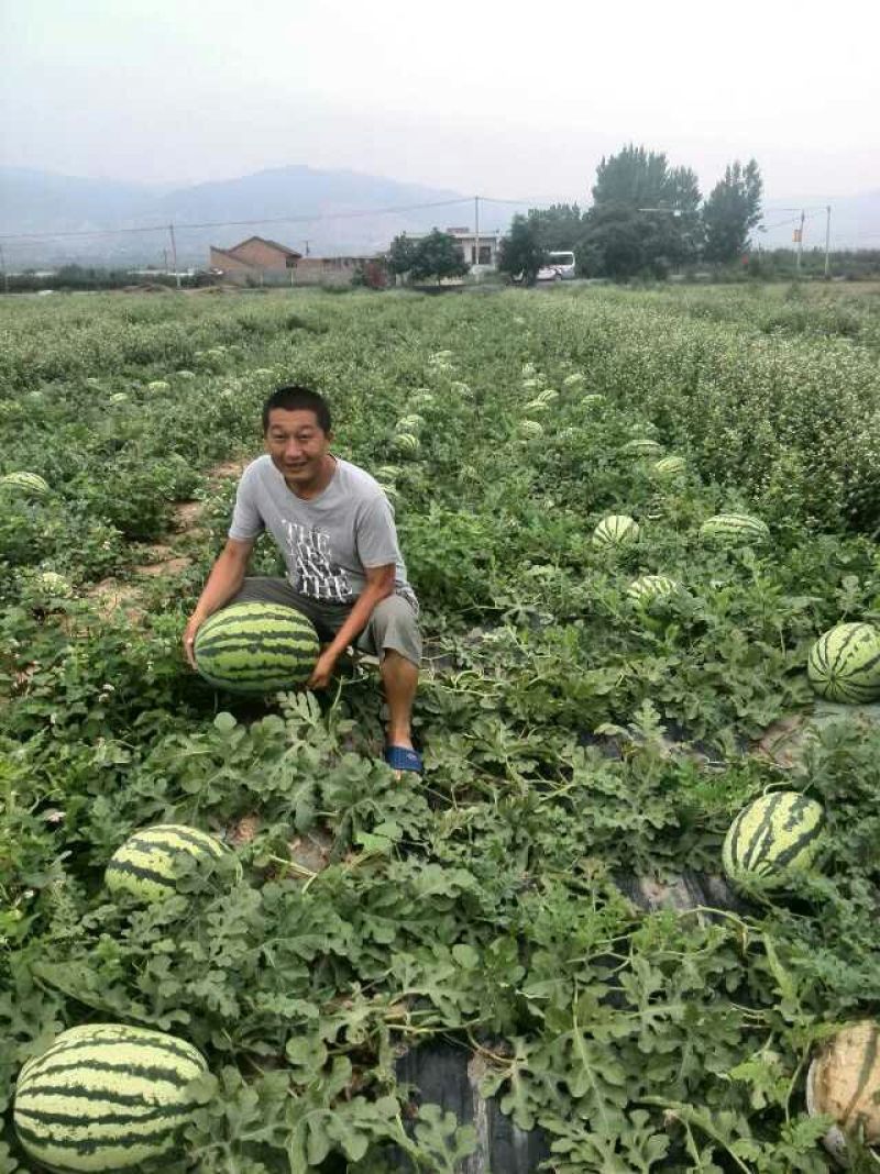 酥梨
