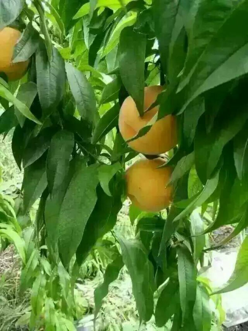 黄桃罐头