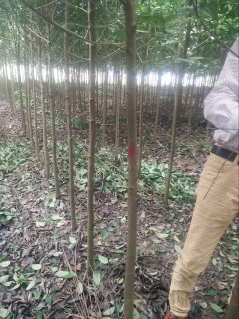 大叶女贞