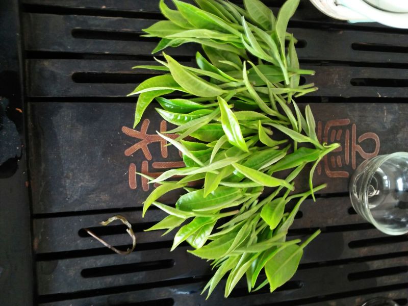 普洱茶
