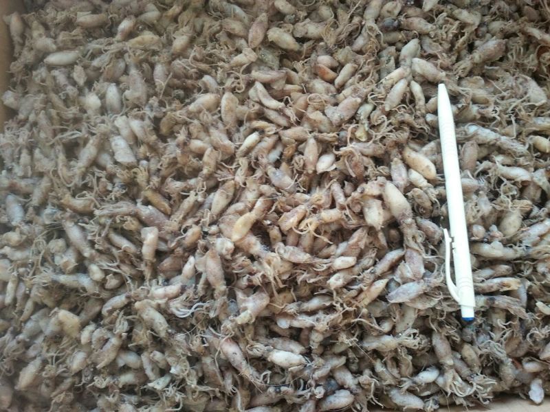 乌贼，海水煮熟，野生，直接食用