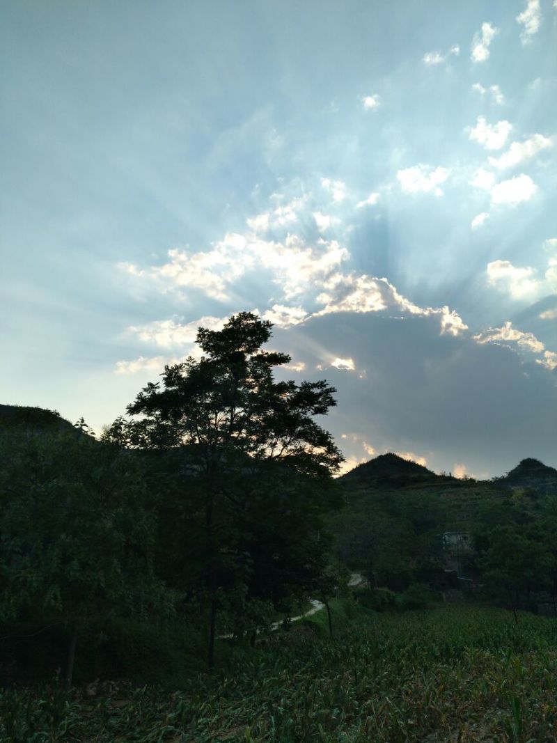 红薯粉面颗粒