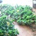 红颜草莓苗10cm以下脱毒草莓苗批发四季蒙纳瑞草莓