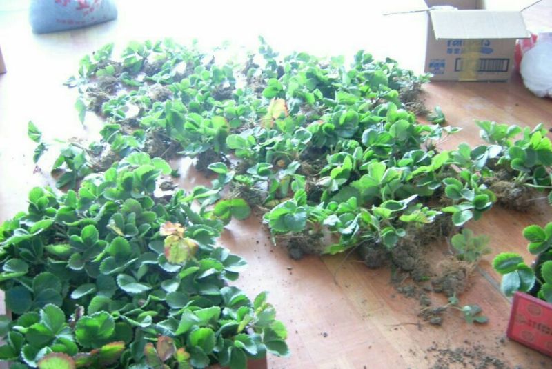 红颜草莓苗10cm以下脱毒草莓苗批发四季蒙纳瑞草莓