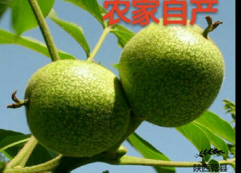 薄皮核桃30mm以上去皮